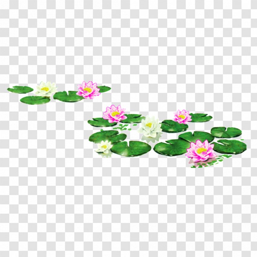 Sacred Lotus Image Design - Loro Park Transparent PNG