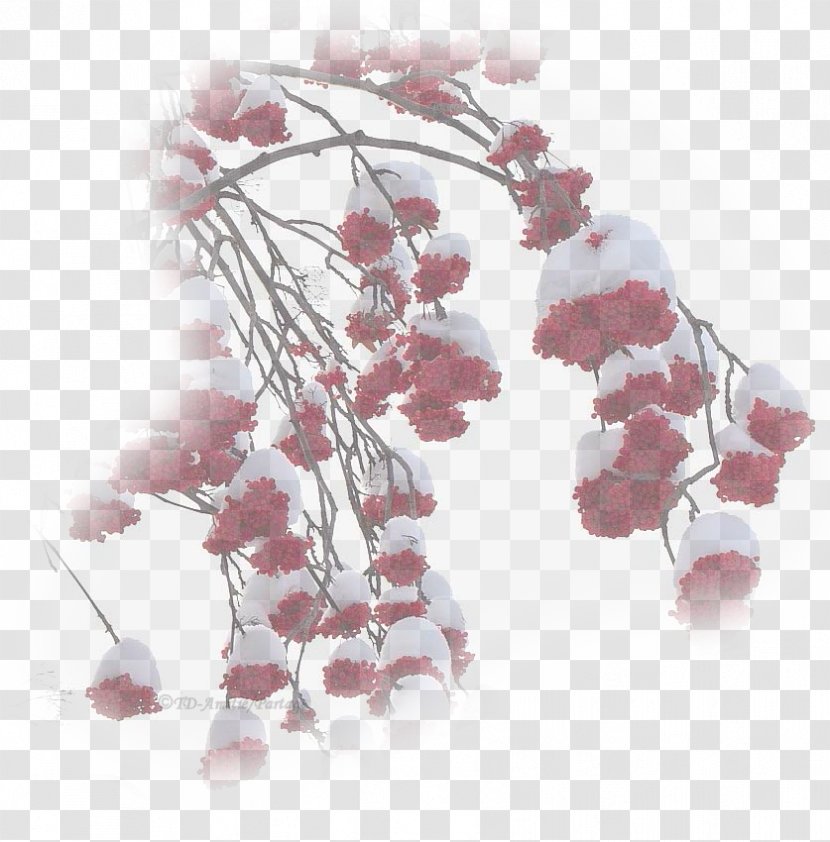 Cherry Blossom ST.AU.150 MIN.V.UNC.NR AD Pink M Transparent PNG