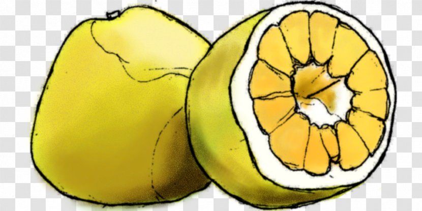 Lemon Ugli Fruit Cucurbita Bright Young Eyes - Delicious Transparent PNG
