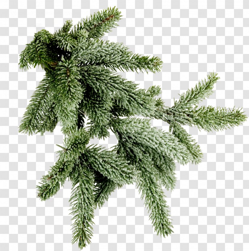 Spruce Twig New Year Tree Clip Art - Conifer Cone - Mas Transparent PNG