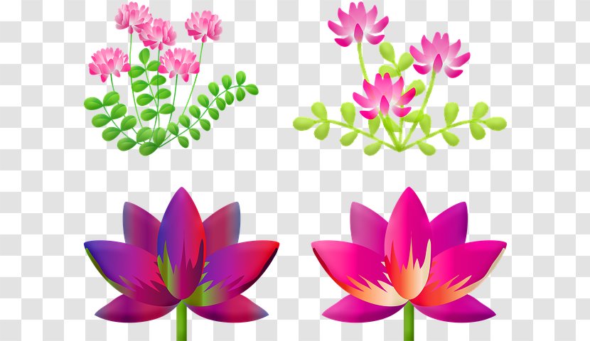 White Lily Flower - Lotus - Magenta Plant Stem Transparent PNG