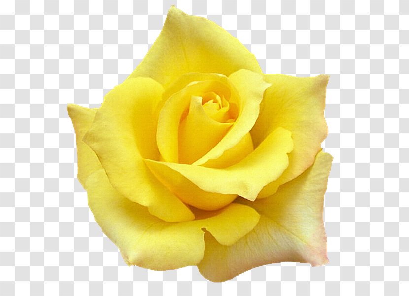 White Rose Of York Quotation Yellow Desktop Wallpaper Transparent PNG