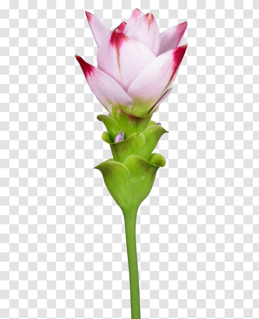 Siam Tulip Cut Flowers Turmeric Plant Stem - Curcuma Caesia Transparent PNG