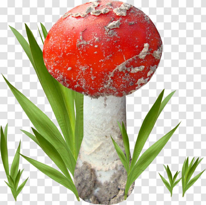Agaric Fungus Edible Mushroom Pleurotus Eryngii - Brown Cap Boletus Transparent PNG
