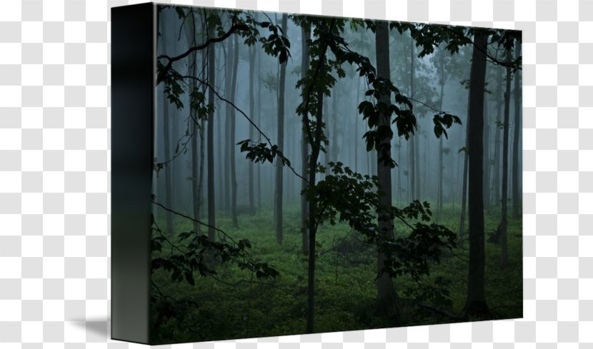 Window Woodland Tree Landscape - Temperate Coniferous Forest - Foggy Transparent PNG