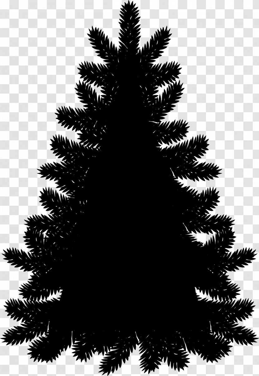 Fraser Fir Christmas Tree Clip Art Evergreen - Shortleaf Black Spruce - Tropical And Subtropical Coniferous Forests Transparent PNG