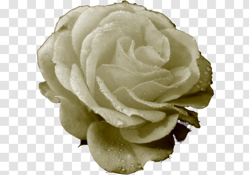 Garden Roses Cabbage Rose Cut Flowers Petal - Order - Cc0 Transparent PNG