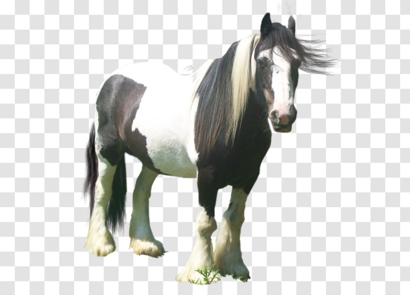 Gypsy Horse Pony Mane Foal Art - Colt - Mustang Transparent PNG