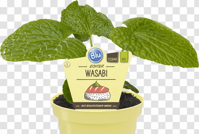 Wasabi Herb Sushi Taste Vegetable - Marination Transparent PNG