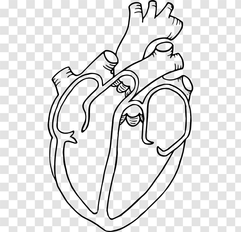 Diagram Heart Drawing Anatomy Clip Art - Tree - Human Transparent PNG