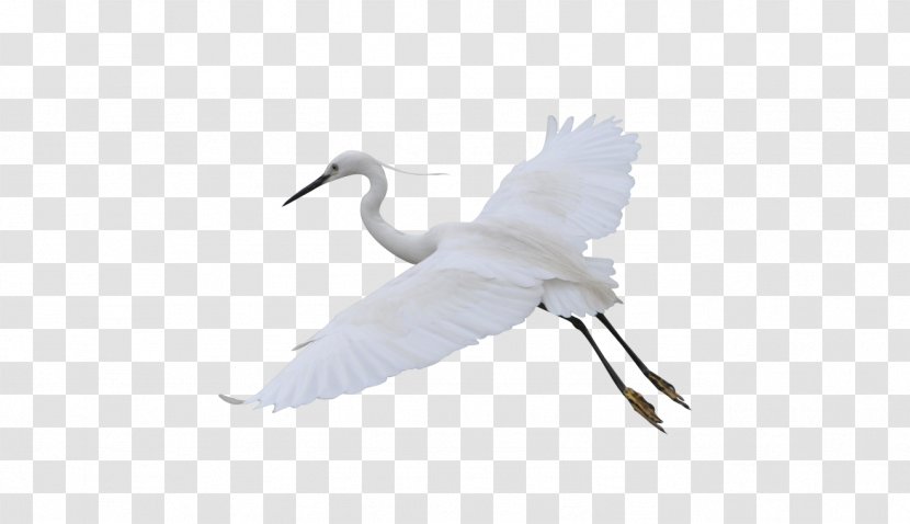 White Chart - Seabird - Crane Transparent PNG
