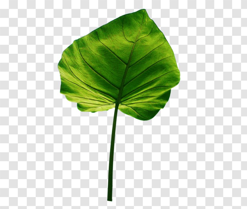 Leaf Green Tarul Plant - Transparency And Translucency Transparent PNG