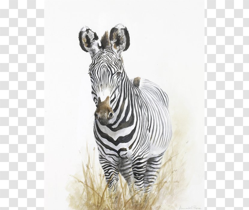 Quagga Wildlife BBC Artist Neck - Animal - Ralph Lauren Corporation Transparent PNG