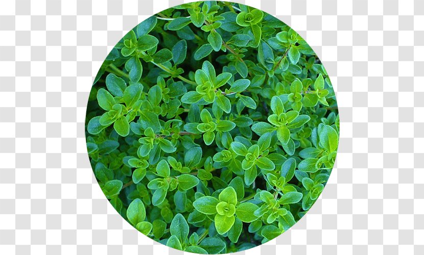 Herb Pencil Thyme Sprouting Seed - Grass Transparent PNG