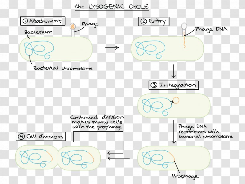 Brand Font - Text - Lysogenic Cycle Transparent PNG