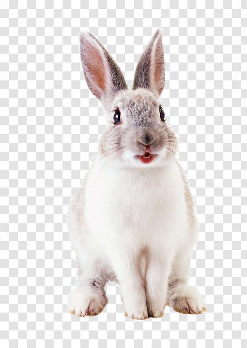 Hare European Rabbit Easter Bunny - Veterinarian - Scatters The Transparent PNG