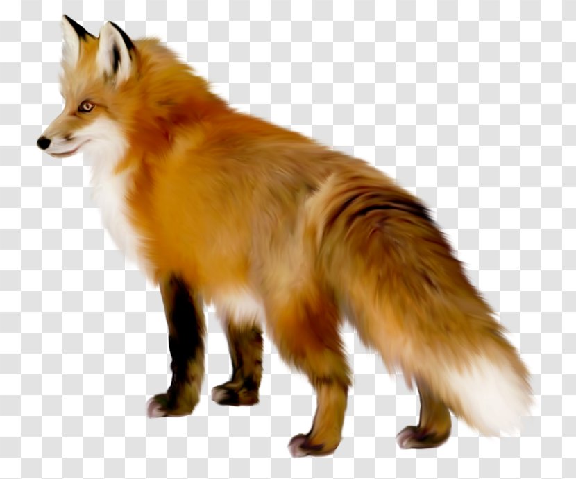 Red Fox Clip Art - Fauna Transparent PNG