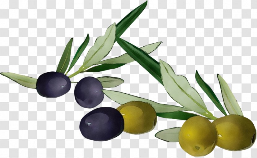 Olive Oil - Family Flower Transparent PNG