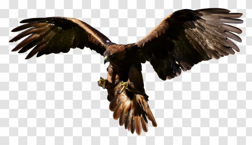 Eagle Bird Of Prey Clip Art - Hawk Transparent PNG