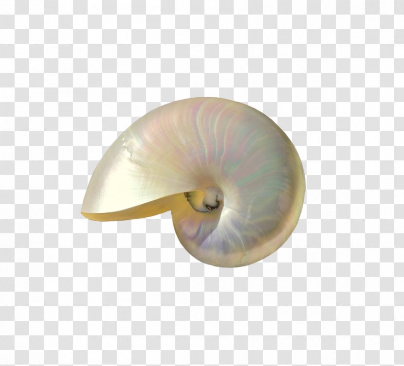 Seashell Nautiluses - Invertebrate Transparent PNG
