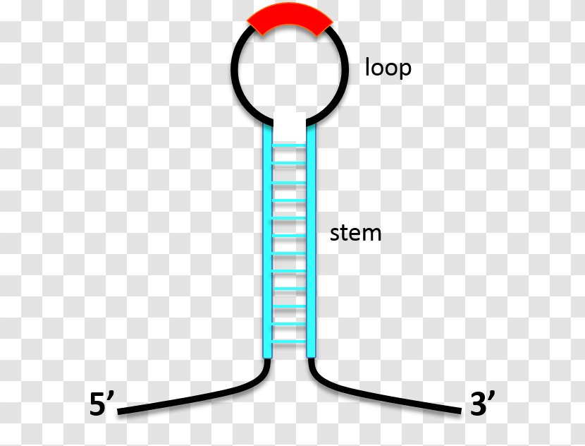 Stem-loop Antisense RNA Biomolecular Structure DNA - Stemloop Transparent PNG