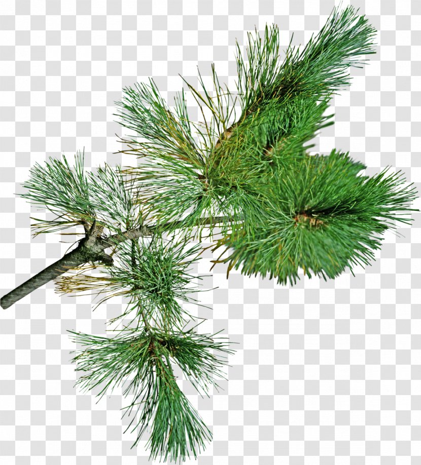 Snegurochka Pine Spruce Fir Santa Claus - Cone Transparent PNG