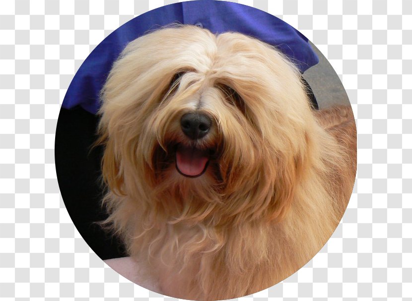 Glen Tibetan Terrier Australian Silky Norfolk - Polish Lowland Sheepdog - Royal Style Transparent PNG