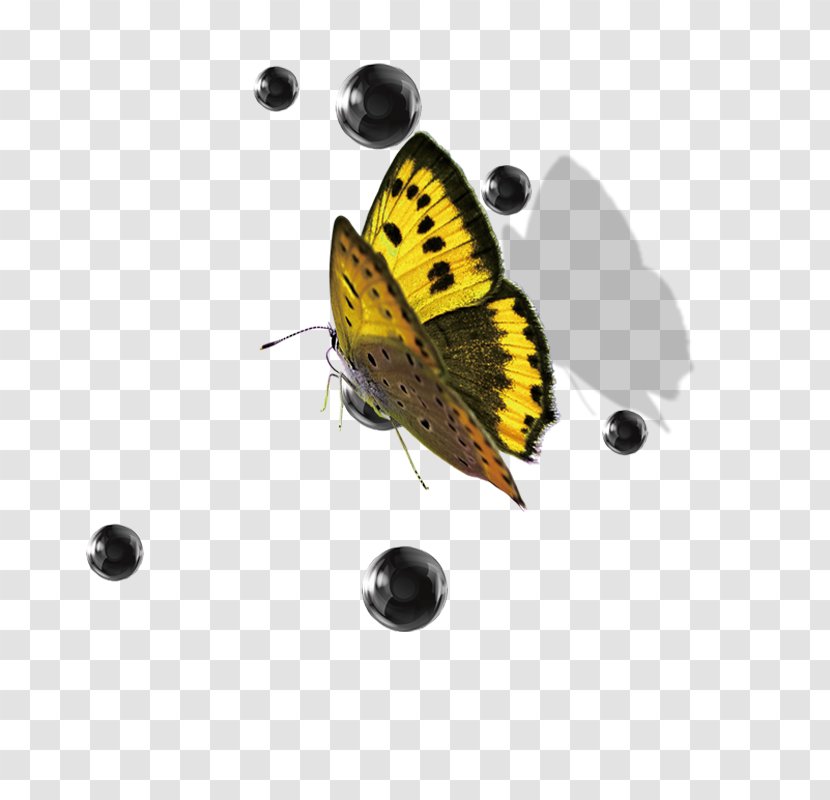 Butterfly - Gratis - Arthropod Transparent PNG