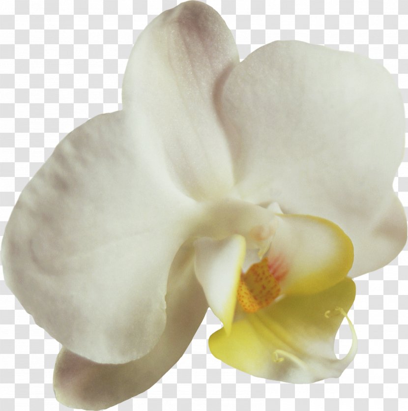 Moth Orchids Flower Petal Clip Art - Cut Flowers Transparent PNG