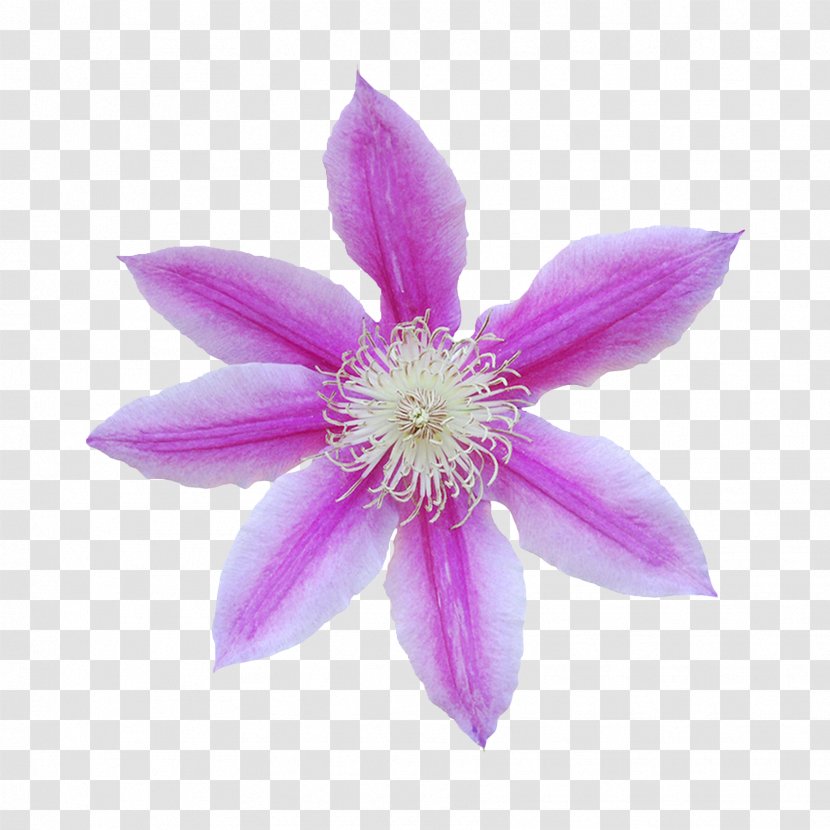 Flower Bouquet Petal - Lilac - Flowers Abstract Transparent PNG