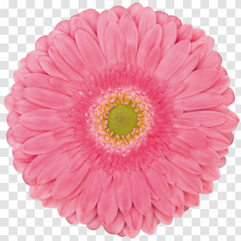 Flowers Background - Plants - Aster Daisy Family Transparent PNG