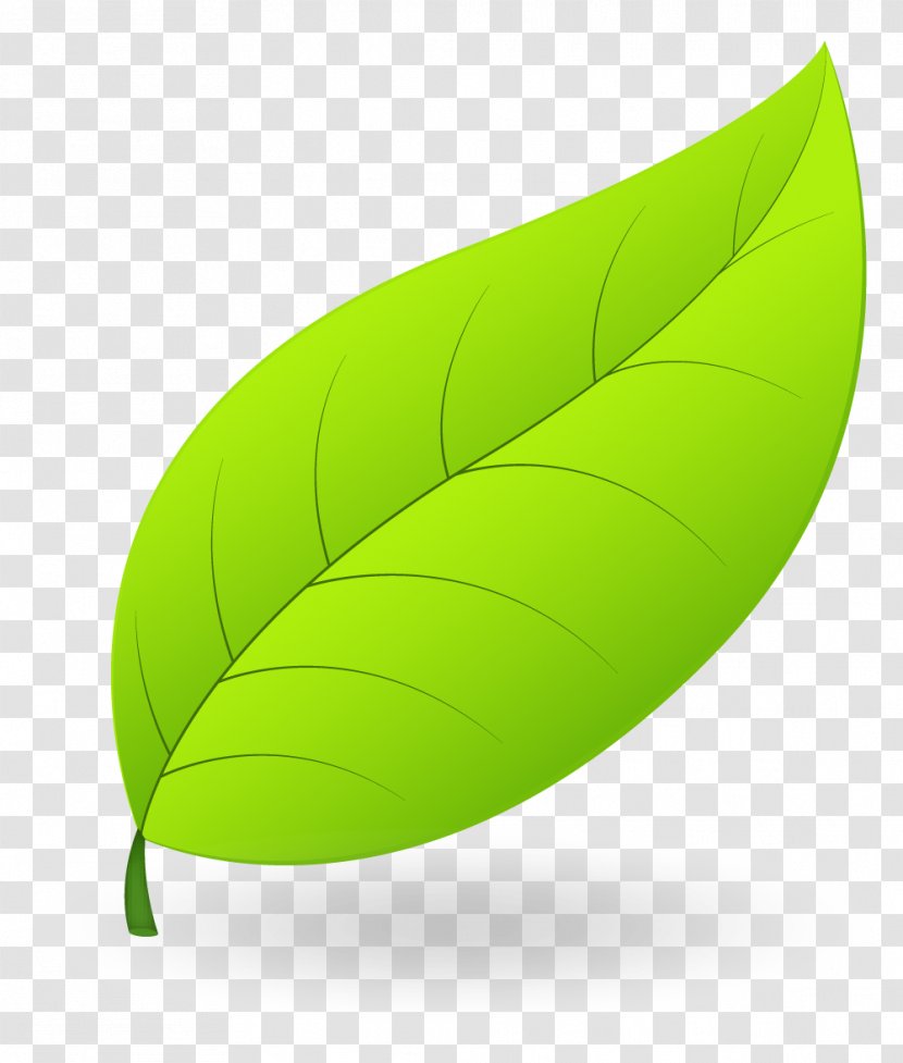 Leaf Product Design - Plant Transparent PNG