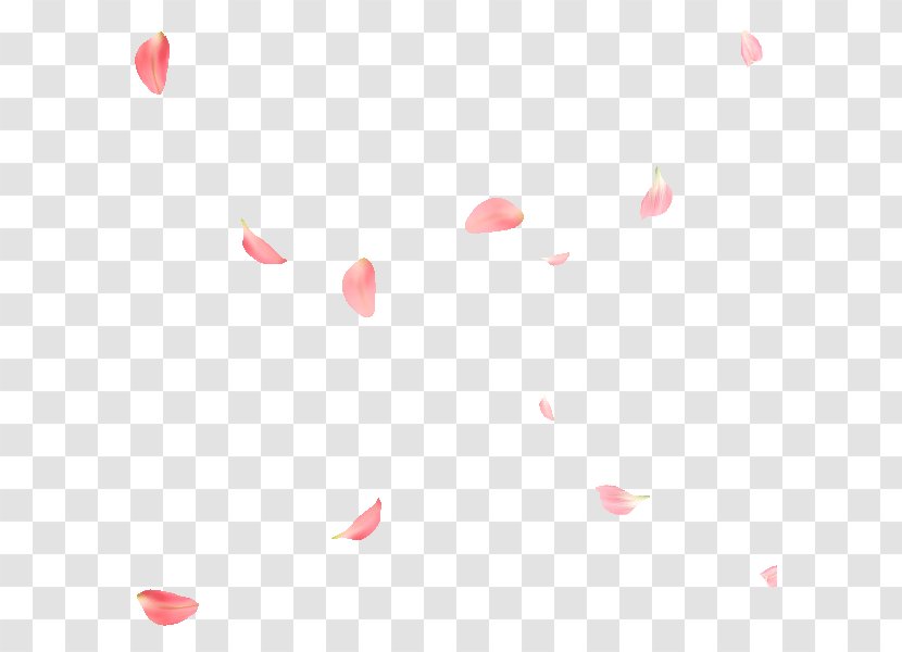 Rose Petal Flower - Pink - Petals Transparent PNG