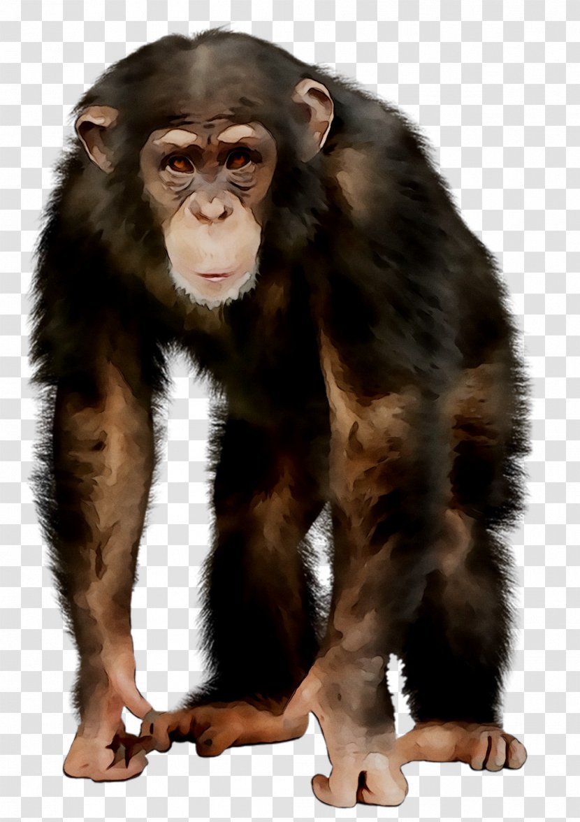 Common Chimpanzee Ape Monkey Jordan Image - Mouth - Primate Transparent PNG