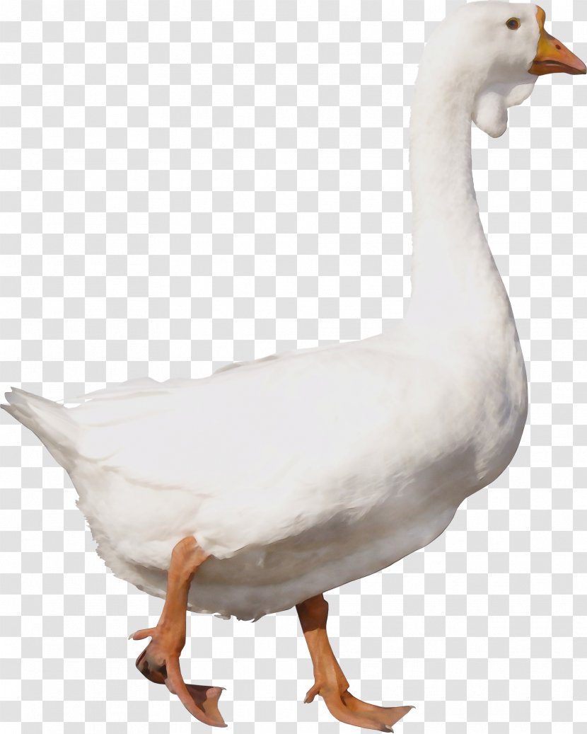 Bird Duck Water Goose Beak - Snow Livestock Transparent PNG