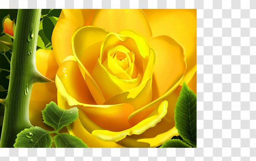 Rose Desktop Wallpaper Flower Yellow - Garden Roses Transparent PNG