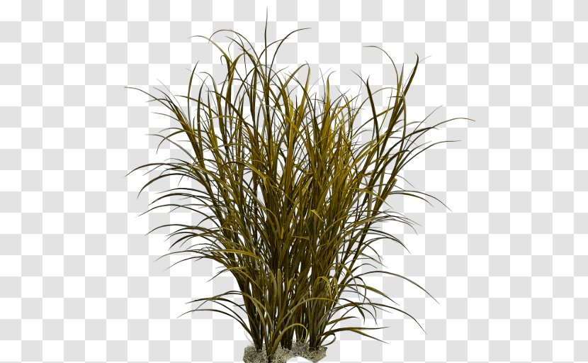 Ornamental Grass Fountain Pennisetum Alopecuroides - Tree Transparent PNG