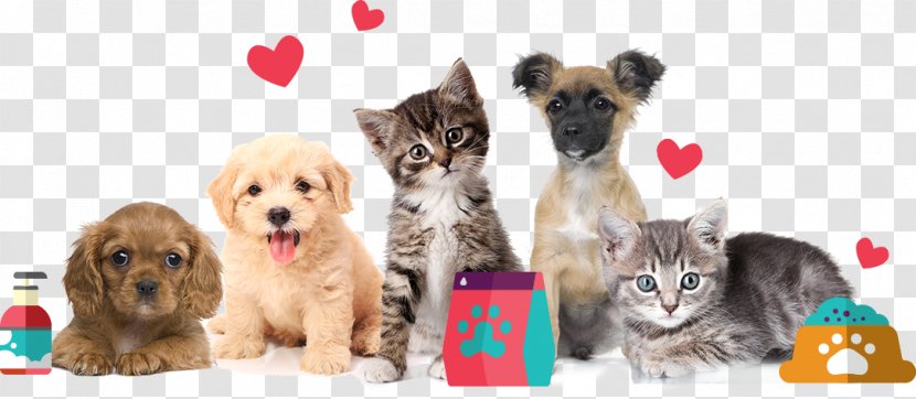 Dra Pety Cat Dog Pet Shop - Hashtag - Revolver Tattoo Transparent PNG