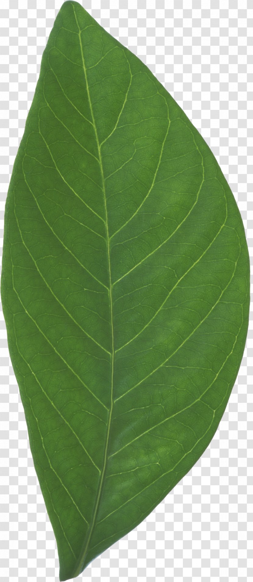 Leaf - Plant - Defoliation Transparent PNG