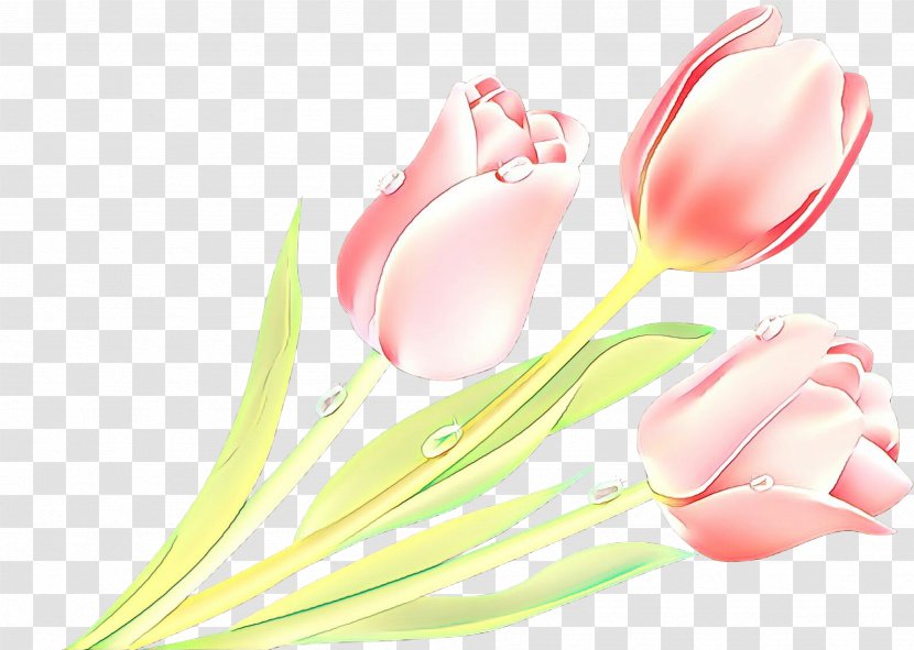 Pink Tulip Flower Plant Petal - Lily Family Cut Flowers Transparent PNG