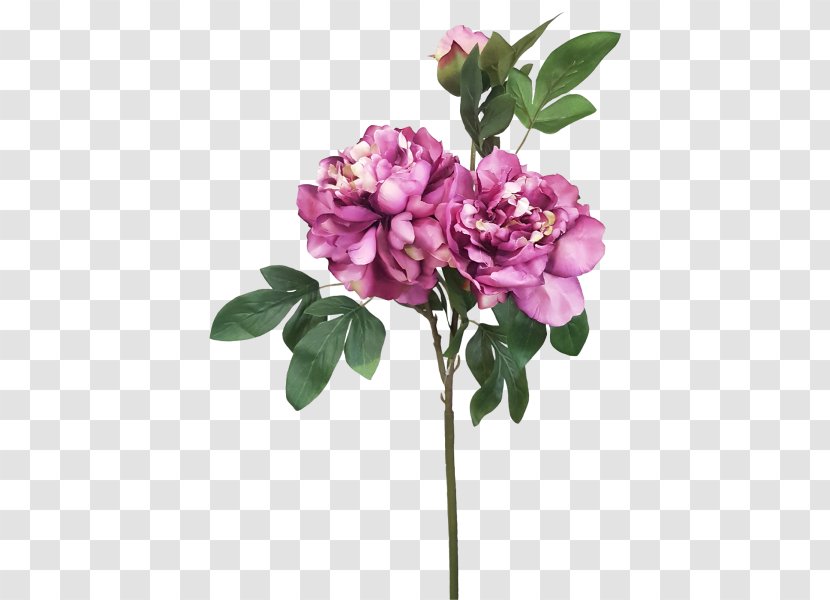 Cut Flowers Rosaceae Plant Stem Lilac Rose Transparent PNG