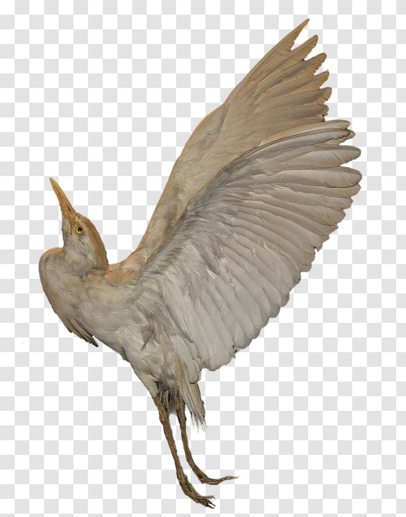 DeviantArt Beak Bird Artist Transparent PNG