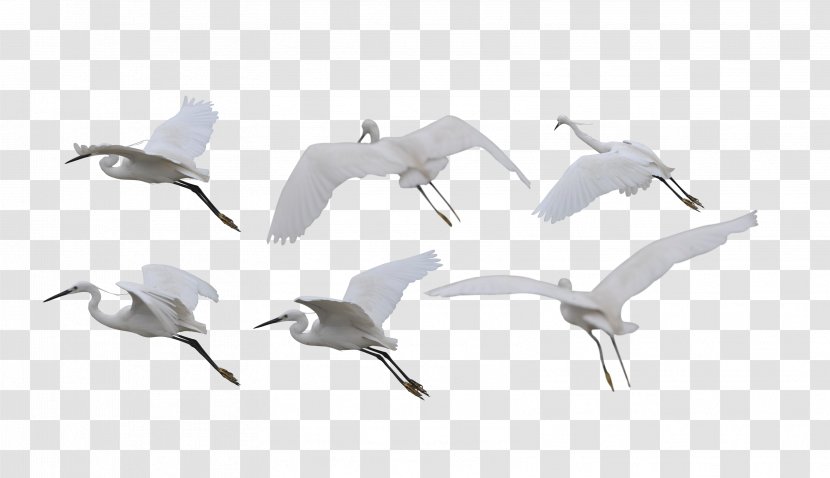 Siberian Crane Bird Flight White-naped - Water Transparent PNG