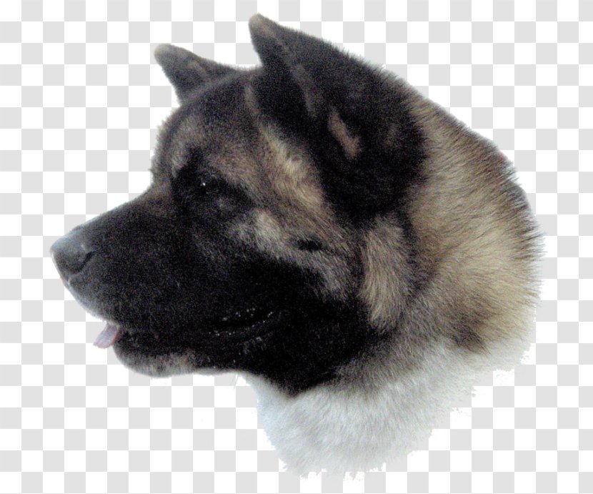 Dog Breed Akita Norwegian Elkhound Greenland Eurasier - Faithful - Inu Transparent PNG