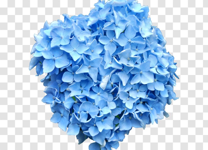 Blue French Hydrangea Clip Art Flower - Hydrangeaceae Transparent PNG