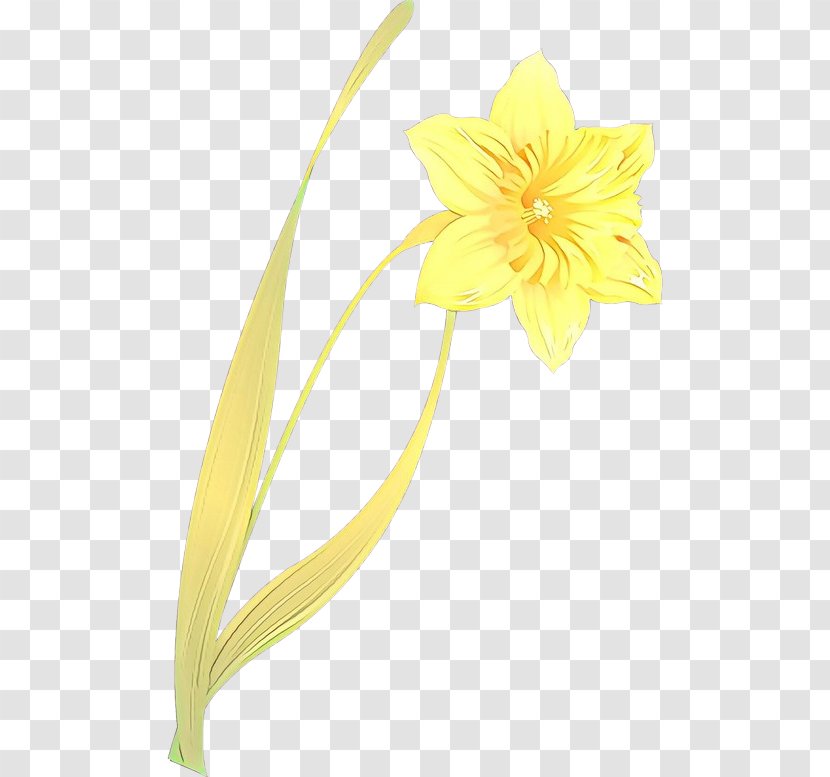 Yellow Flower Plant Petal Pedicel - Amaryllis Family - Narcissus Transparent PNG