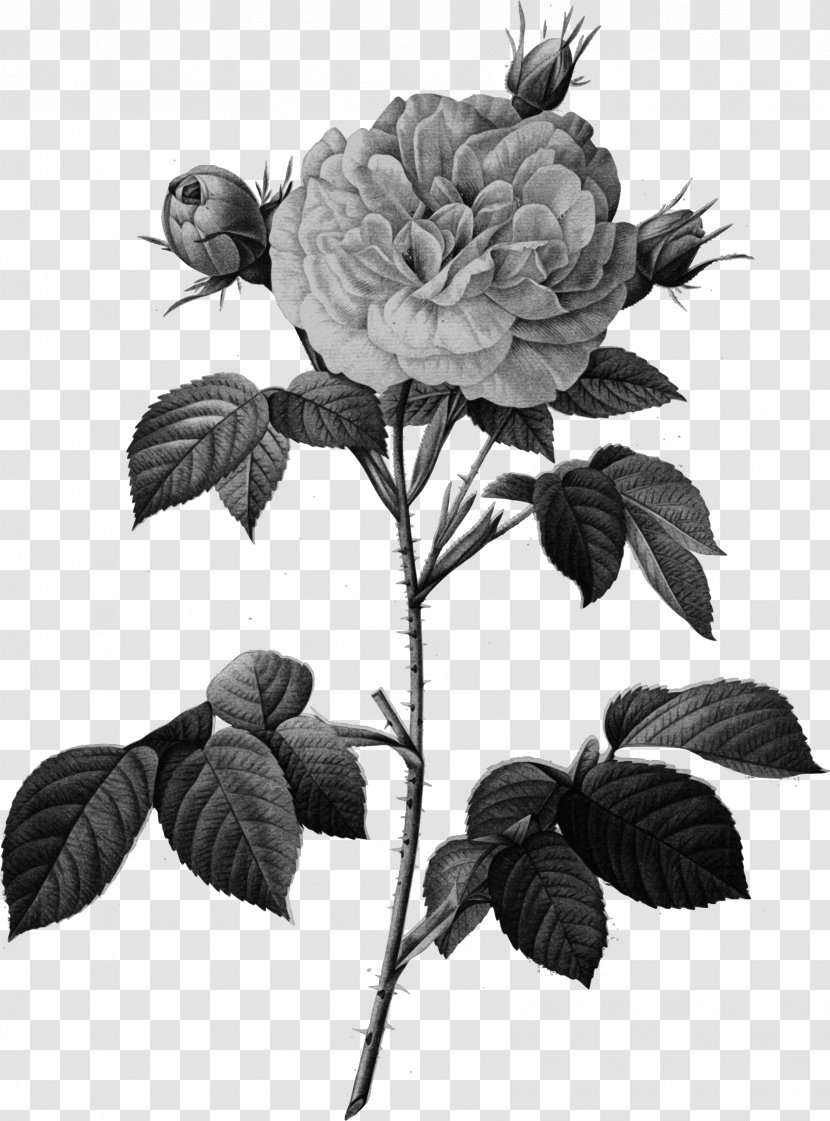 Cabbage Rose Les Roses Pierre-Joseph Redouté (1759-1840) Rosa × Alba Engraving - Painting Transparent PNG