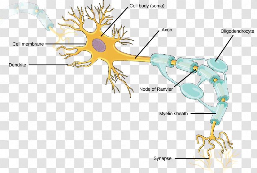 Neuron Axon Nervous System Neuroglia Dendrite - Flower - Neurons Transparent PNG
