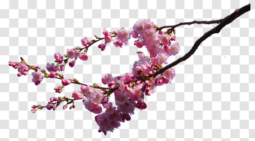 Cherry Blossom Branch Tree - Pink - Image Transparent PNG