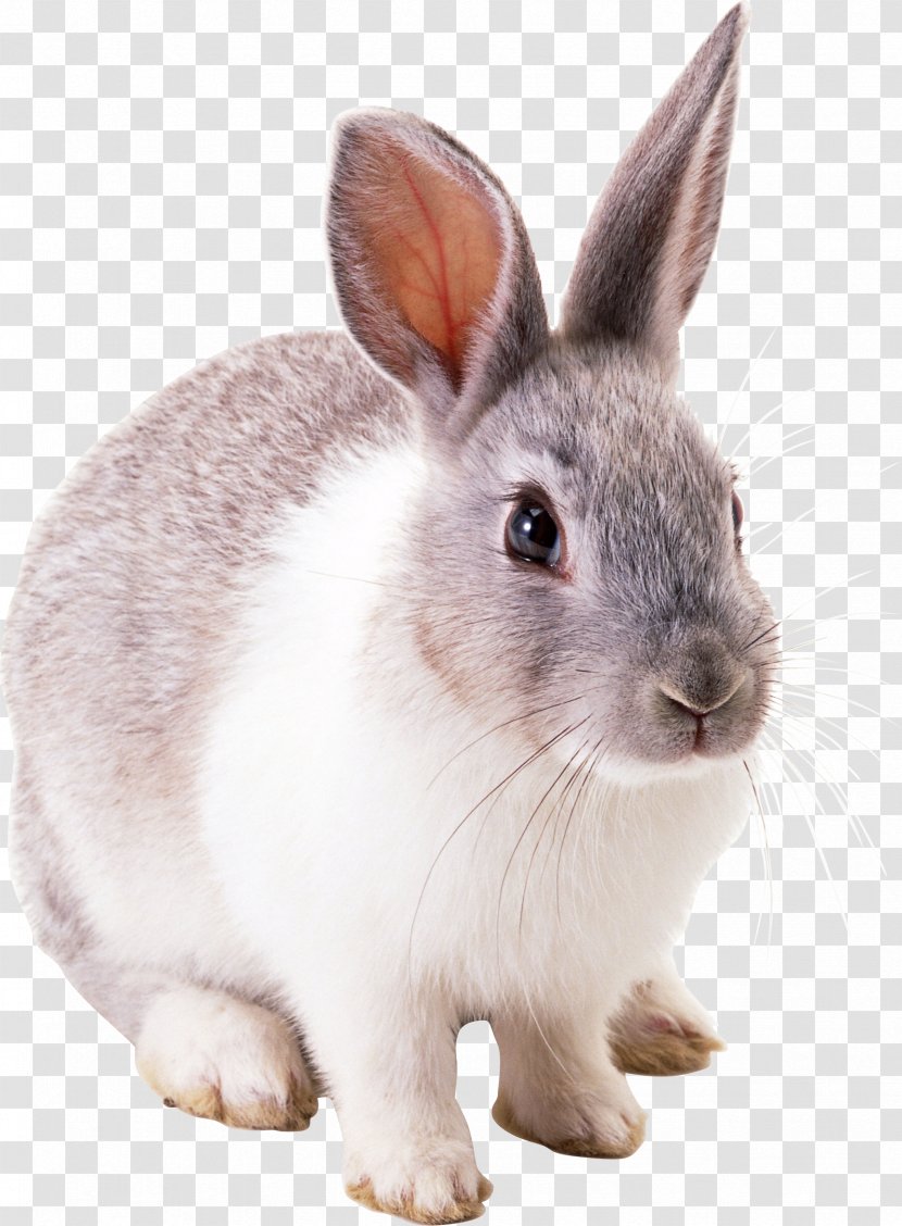 White Rabbit - Angora - Image Transparent PNG